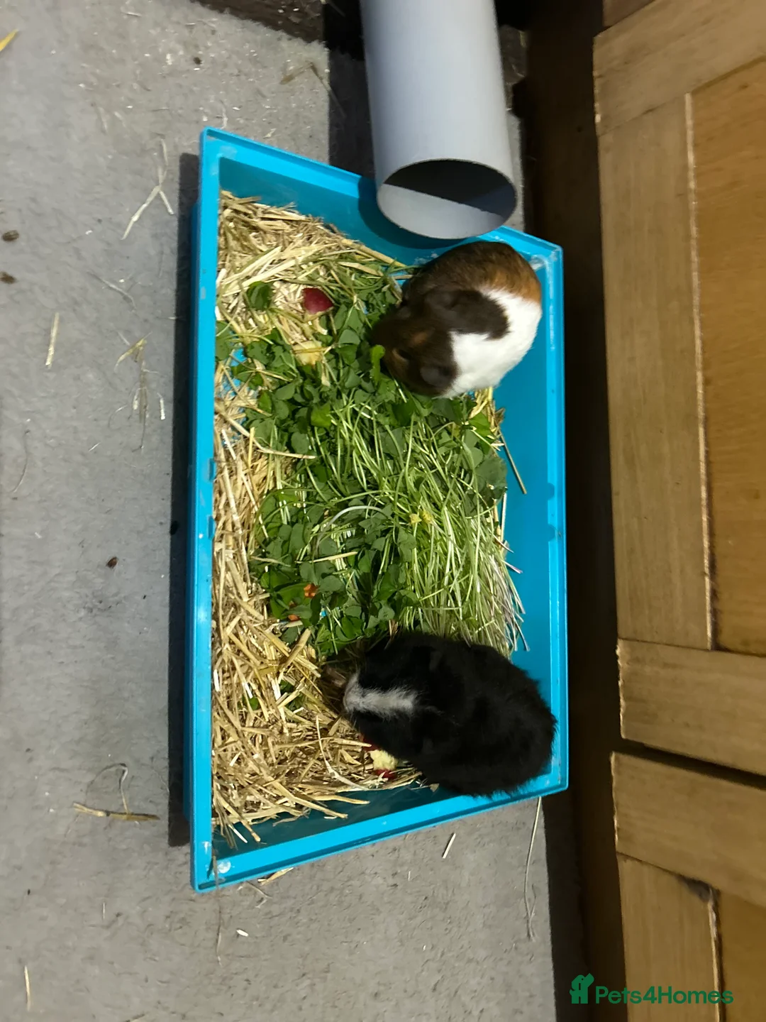 Guinea Pig rodents for sale: Guinea male pigs in Bristol - Advert 4