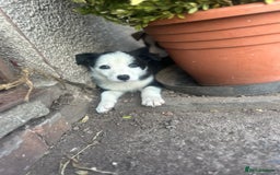 Border Collie dogs for sale: Border Collie Puppies – Ready Now - Image 5