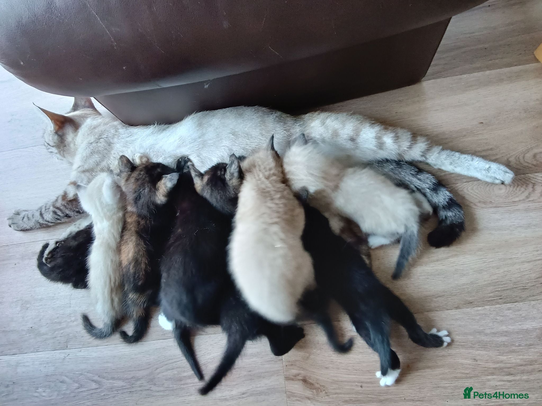 Mixed Breed cats House kittens  - Advert 1