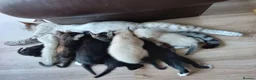 Mixed Breed cats for sale: House kittens  - Advert 1