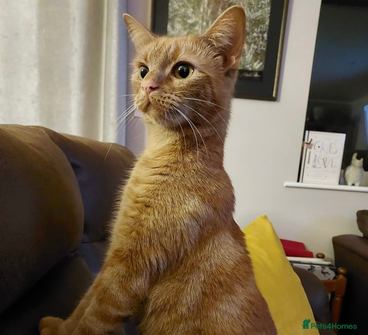 Domestic Shorthair cats Toffee, 2 year old female (neutered)  - Advert 1