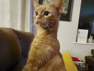 Domestic Shorthair cats Toffee, 2 year old female (neutered) - Advert 1