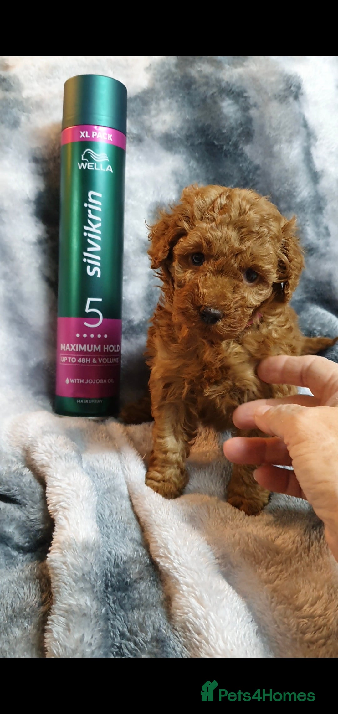 Toy Poodle dogs for sale: ASIAN CHAMPION lineage, KC registered Toy Poodles - Advert 9