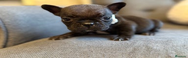 French Bulldog Puppy 6 - Dark Brindle Female - White Collar 