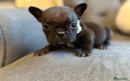 French Bulldog dogs for sale: ✨Stunning Pedigree French Bulldog Puppies✨ - Advert 15