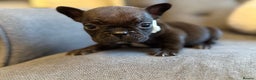 French Bulldog dogs for sale: ✨Stunning Pedigree French Bulldog Puppies✨ - Advert 21