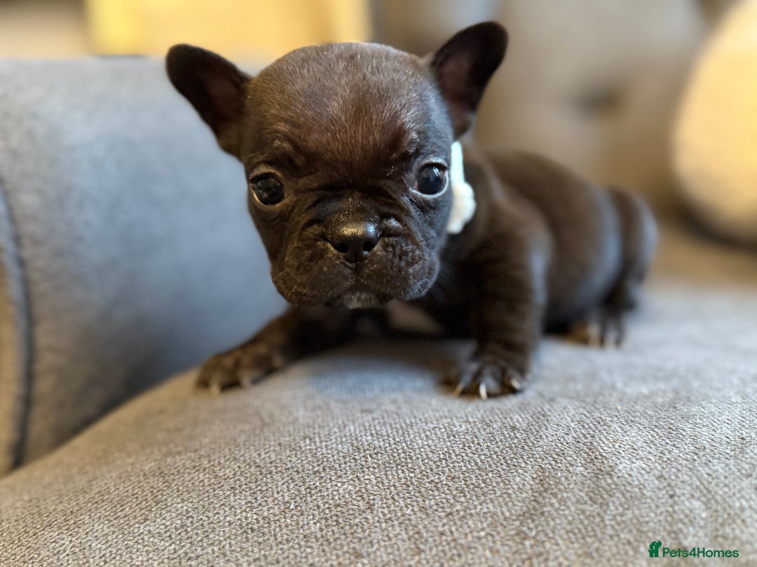 French Bulldog dogs for sale: ✨Stunning Pedigree French Bulldog Puppies✨ - Advert 15