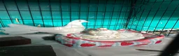 Pigeons birds for sale: white fantail pigeon - Advert 3