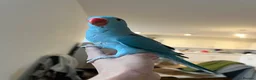 Ringnecks birds for sale: Hand reared indian ringneck babies - Advert 1