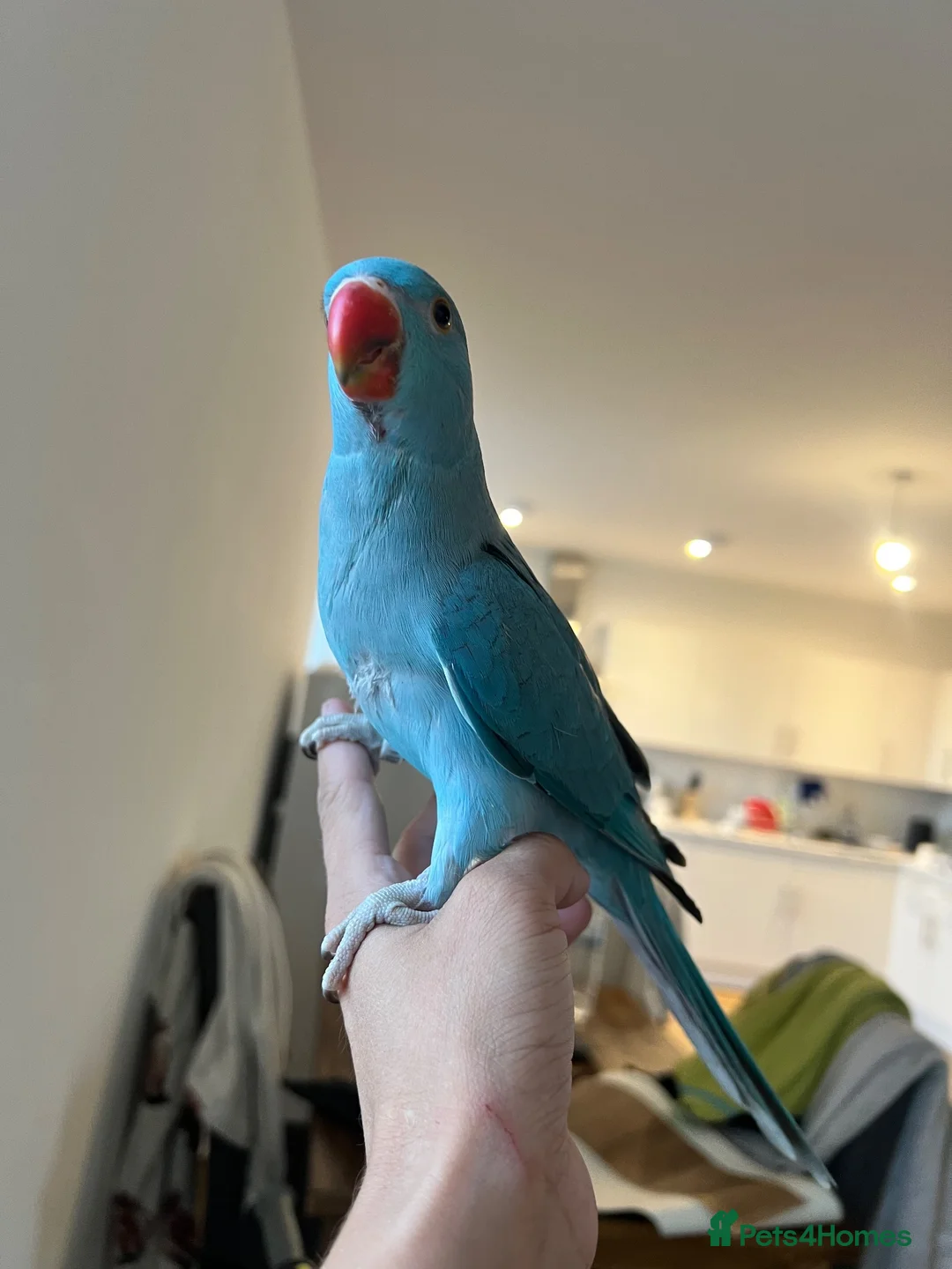 Ringnecks birds for sale: Hand reared indian ringneck babies - Advert 1