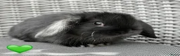 Mini Lop rabbits for sale: Beautiful Mixed Baby Minilops  - Advert 12