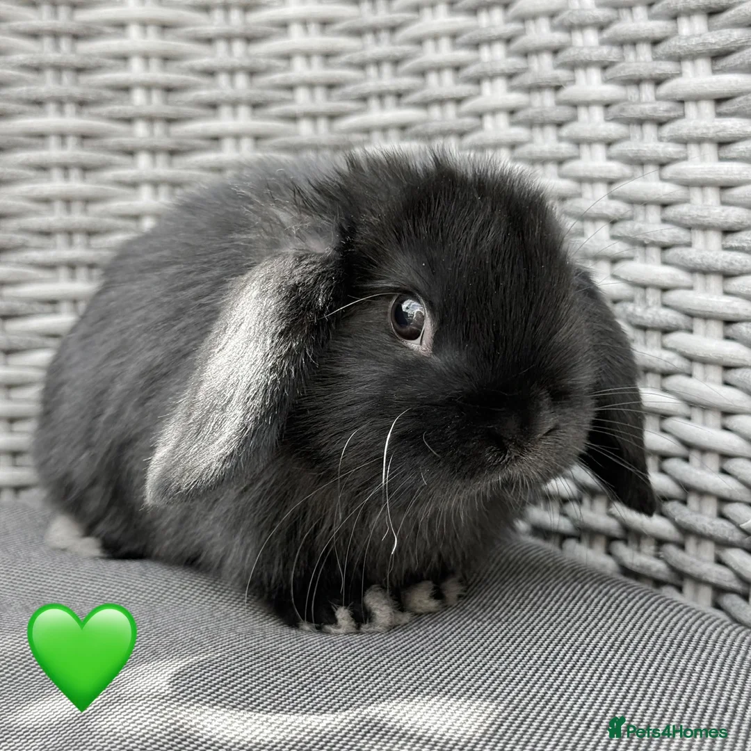 Mini Lop rabbits for sale: Beautiful Mixed Baby Minilops  - Advert 12