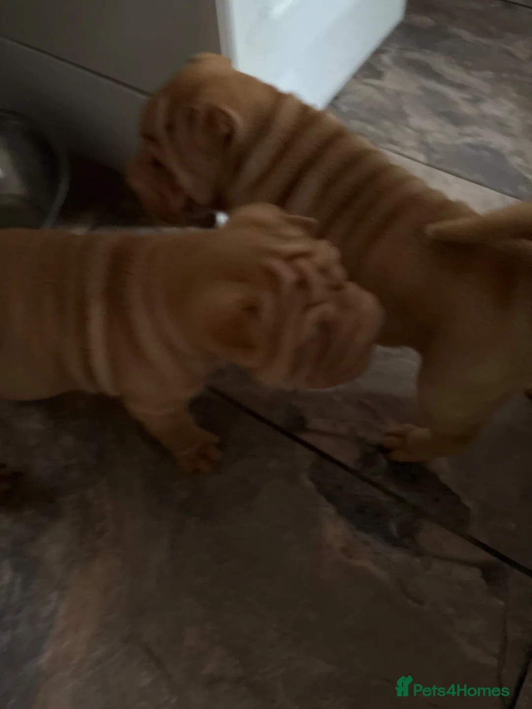 Shar Pei dogs for sale: 4 Sharpei available  - Advert 10