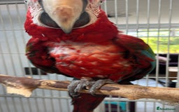 Macaws birds for sale: Green and Blue Macaw and Green Wing Macaw for Sale - Image 8