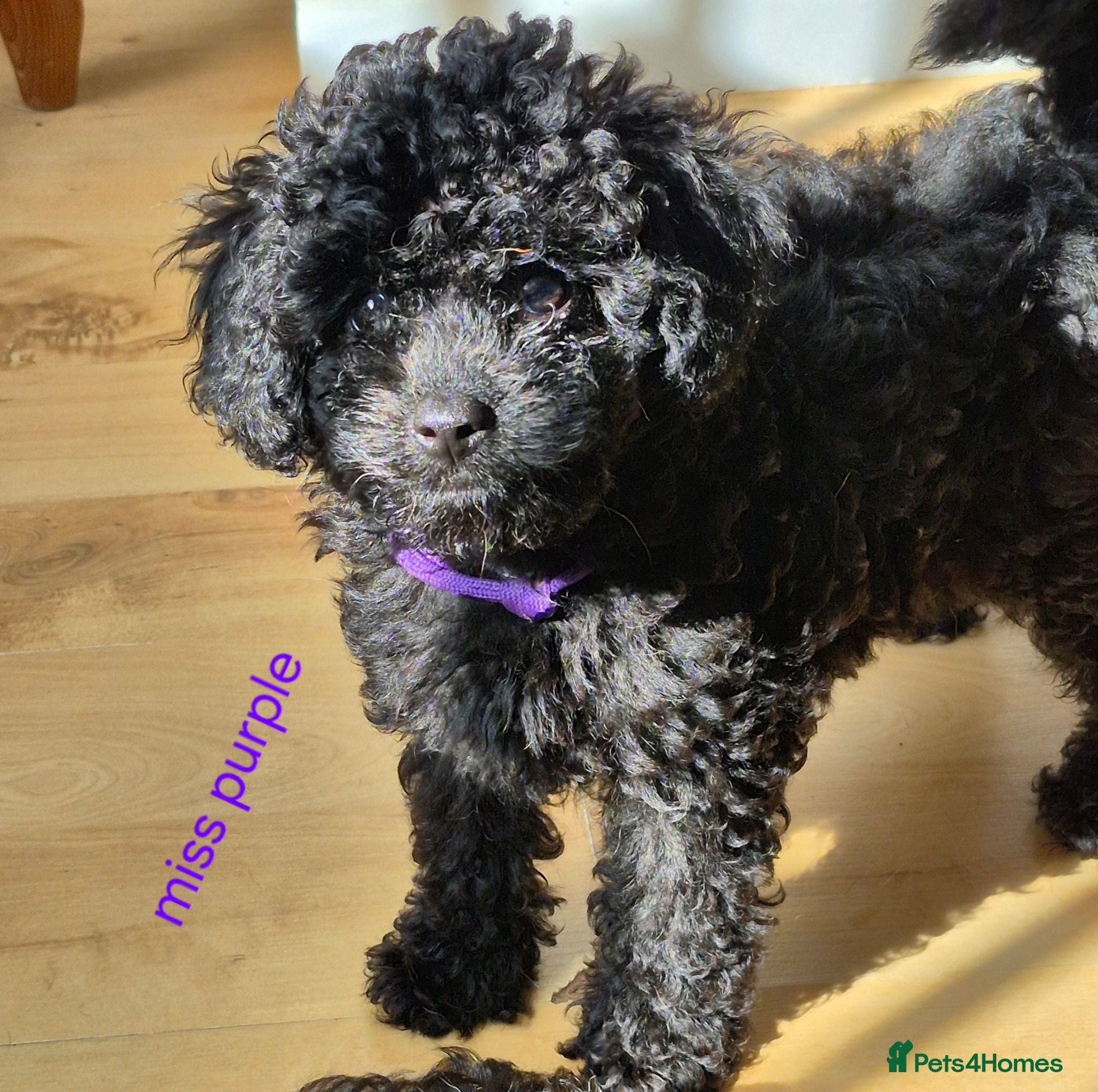 Cavapoo dogs Amazing Miniature cavapoo f1b puppies - Advert 2