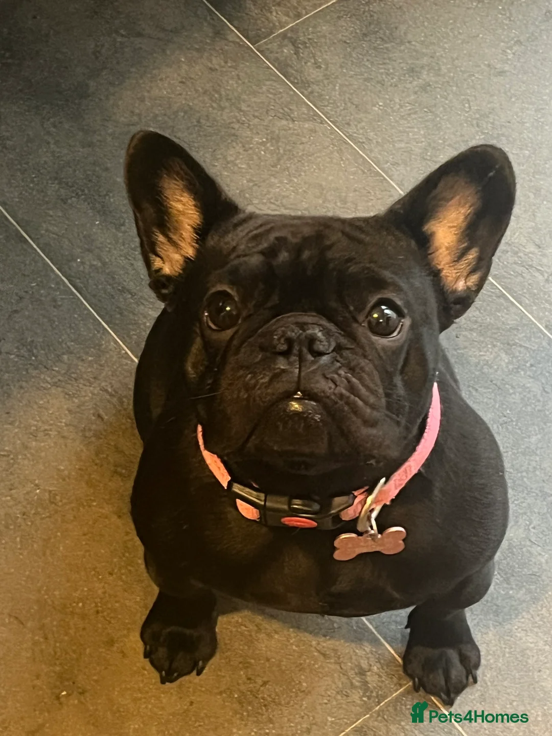 French Bulldog dogs for sale: Beautiful tiny girl  - Advert 9