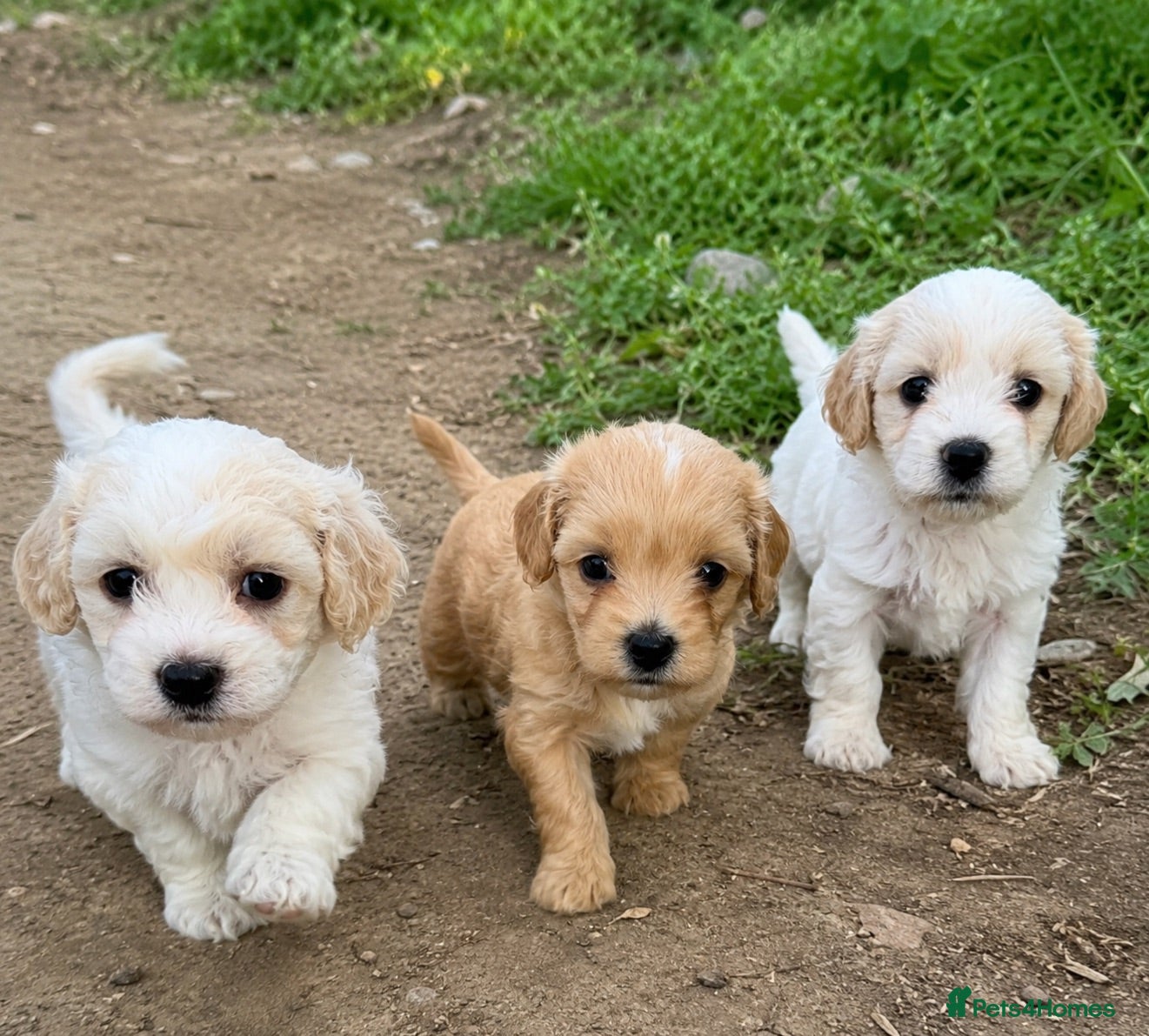 Maltipoo dogs 🐶 stunning maltipoo puppies 🐶 - Advert 1