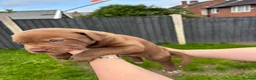 Mixed Breed dogs for sale: Stafford bull terrier cross lurcher in Chesterfield - Advert 37