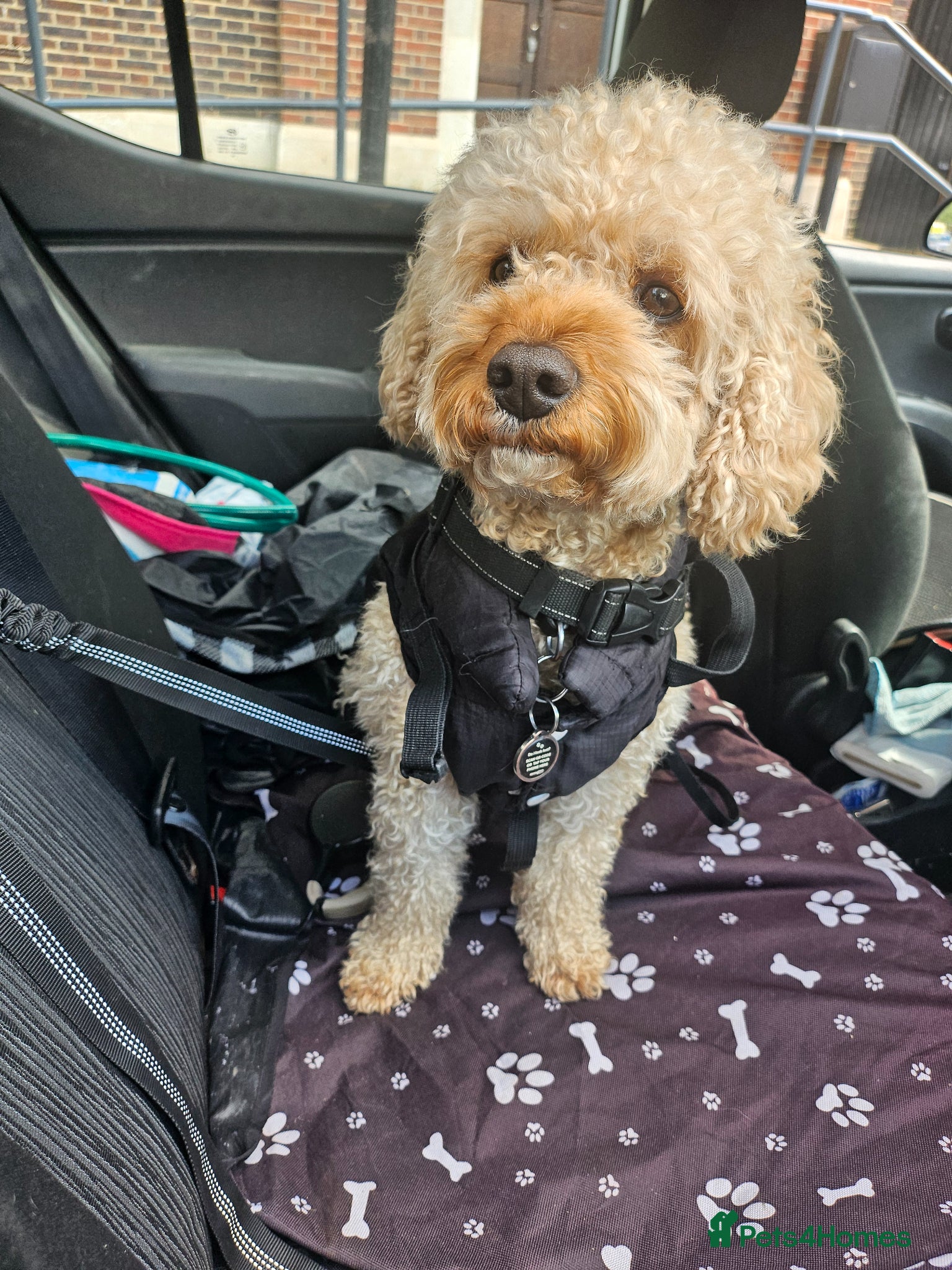 Cavapoo dogs cute loving full of love stud - Advert 6
