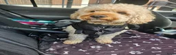 Cavapoo dogs for stud: cute loving full of love stud - Advert 1