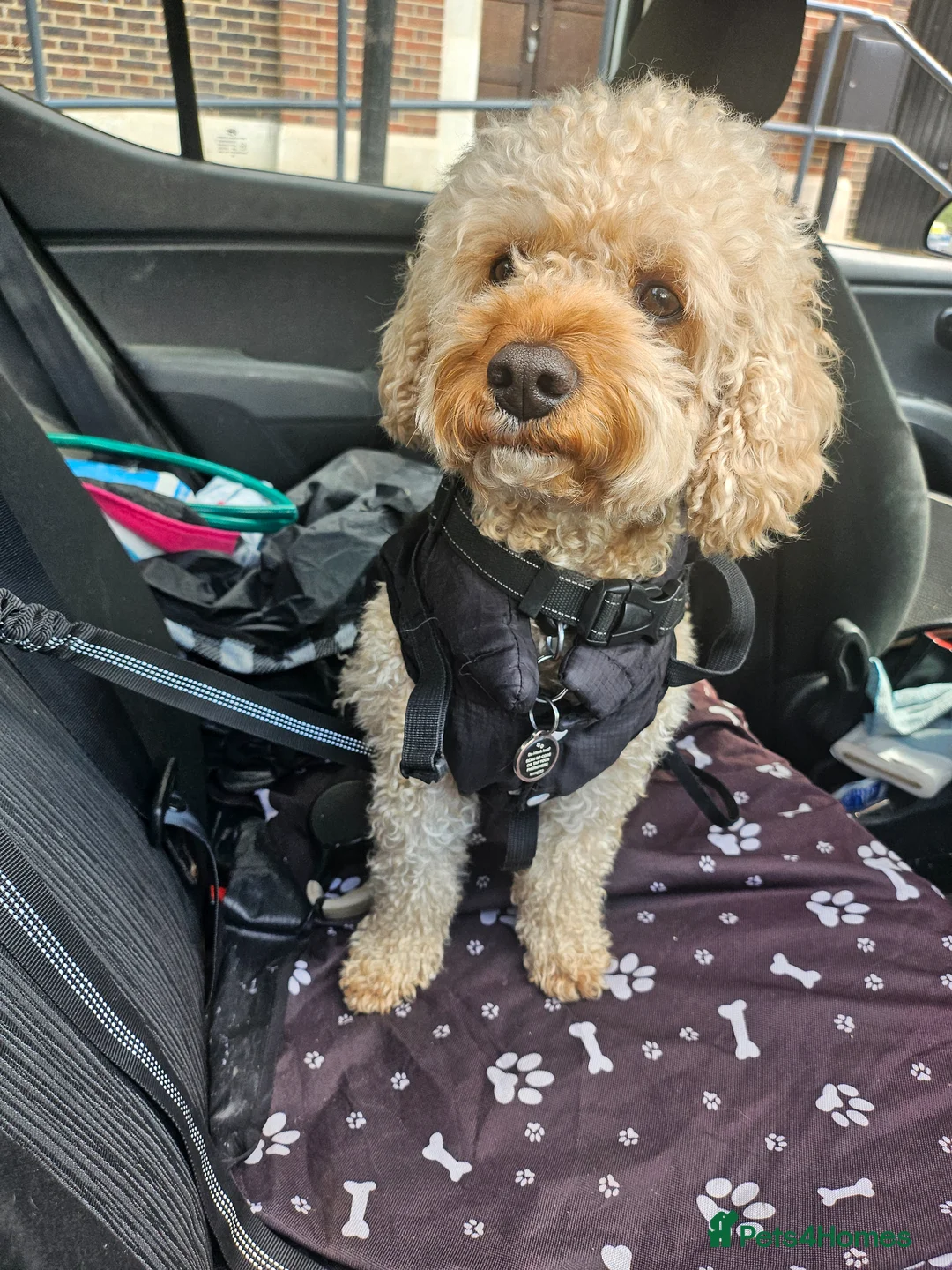 Cavapoo dogs for stud: cute loving full of love stud - Advert 1