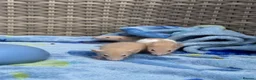 Rat rodents for sale: Beautiful baby boys in Romford - Advert 8