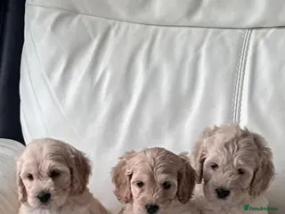 Cockapoo dogs Cockerpoo puppy - Advert 14