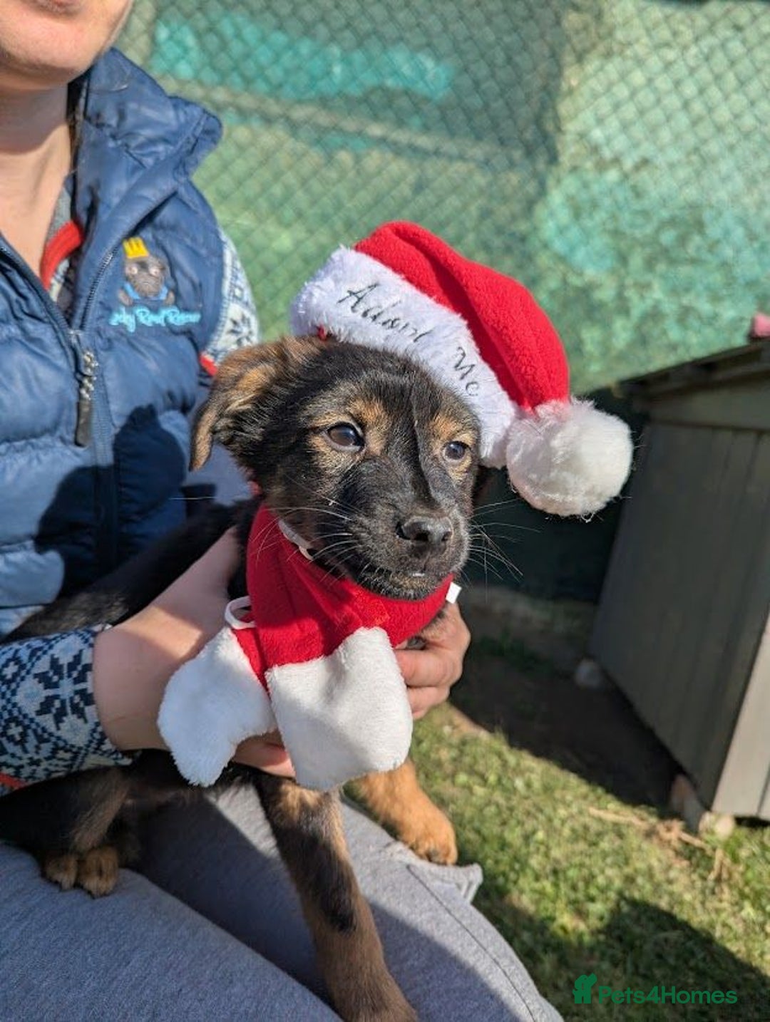 Mixed Breed dogs for adoption: (A pinch of)Parsley!  - Advert 6