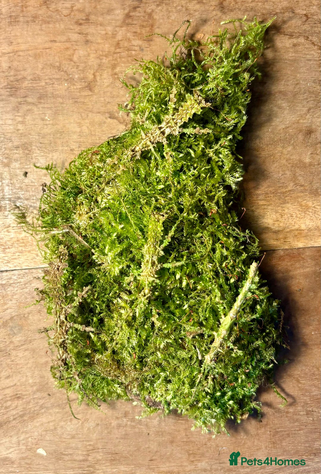 Stick Insects invertebrates for sale: Taraxippus samarae "Siquirres" Stick Insect Nymphs - Advert 8