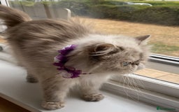 Persian cats for sale: Pure Persian 11 month old girl available now - Image 8