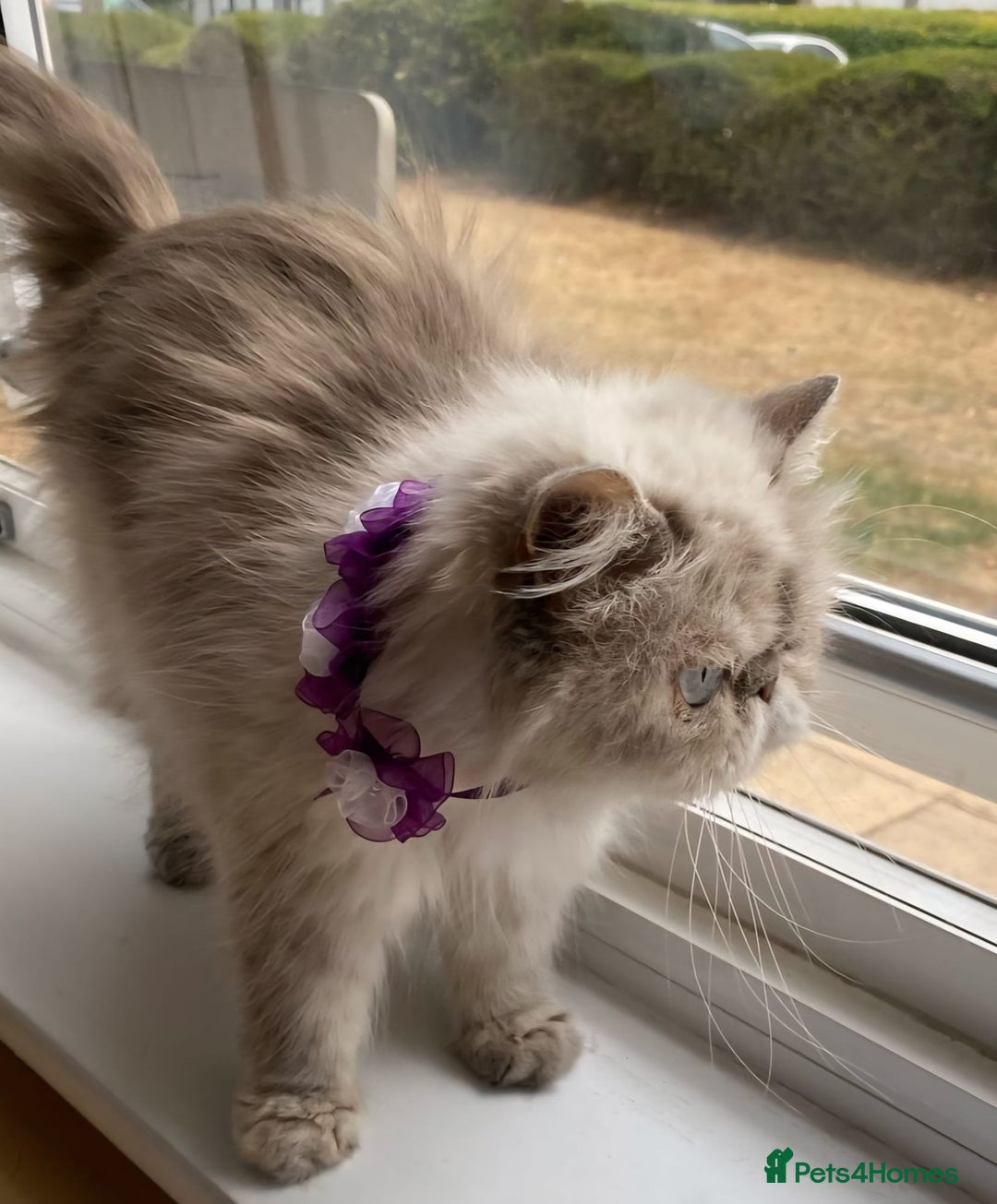 Persian cats for sale: Pure Persian 11 month old girl available now - Image 8