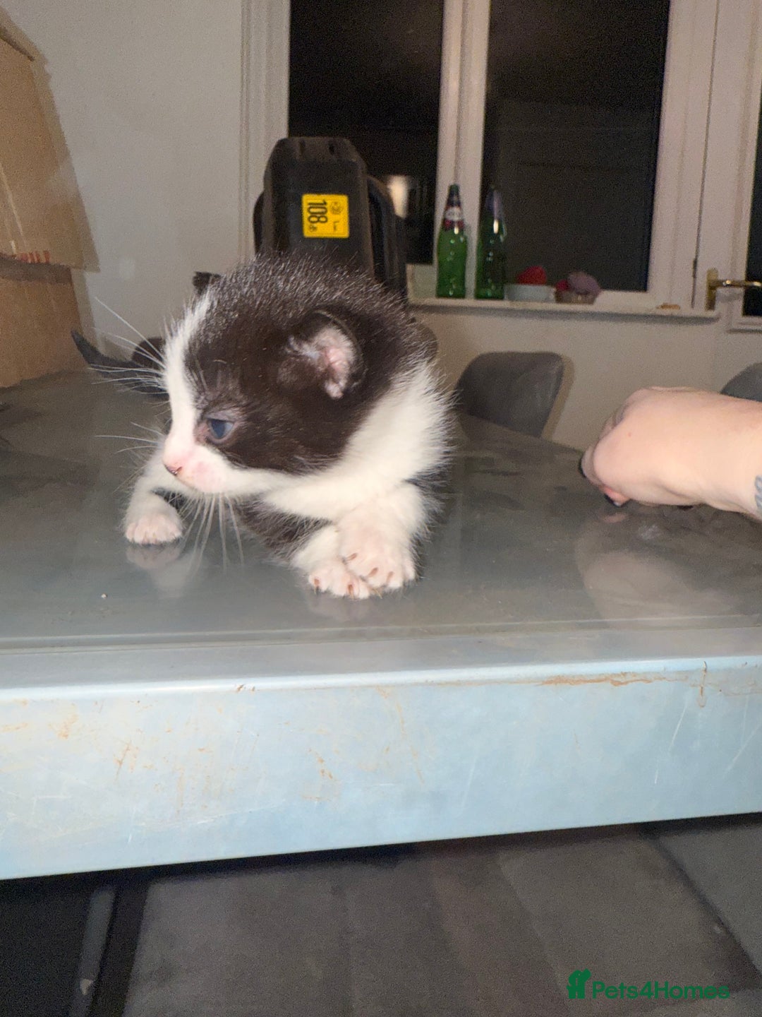 Mixed Breed cats for sale: 3 kittens for sale  - Advert 13