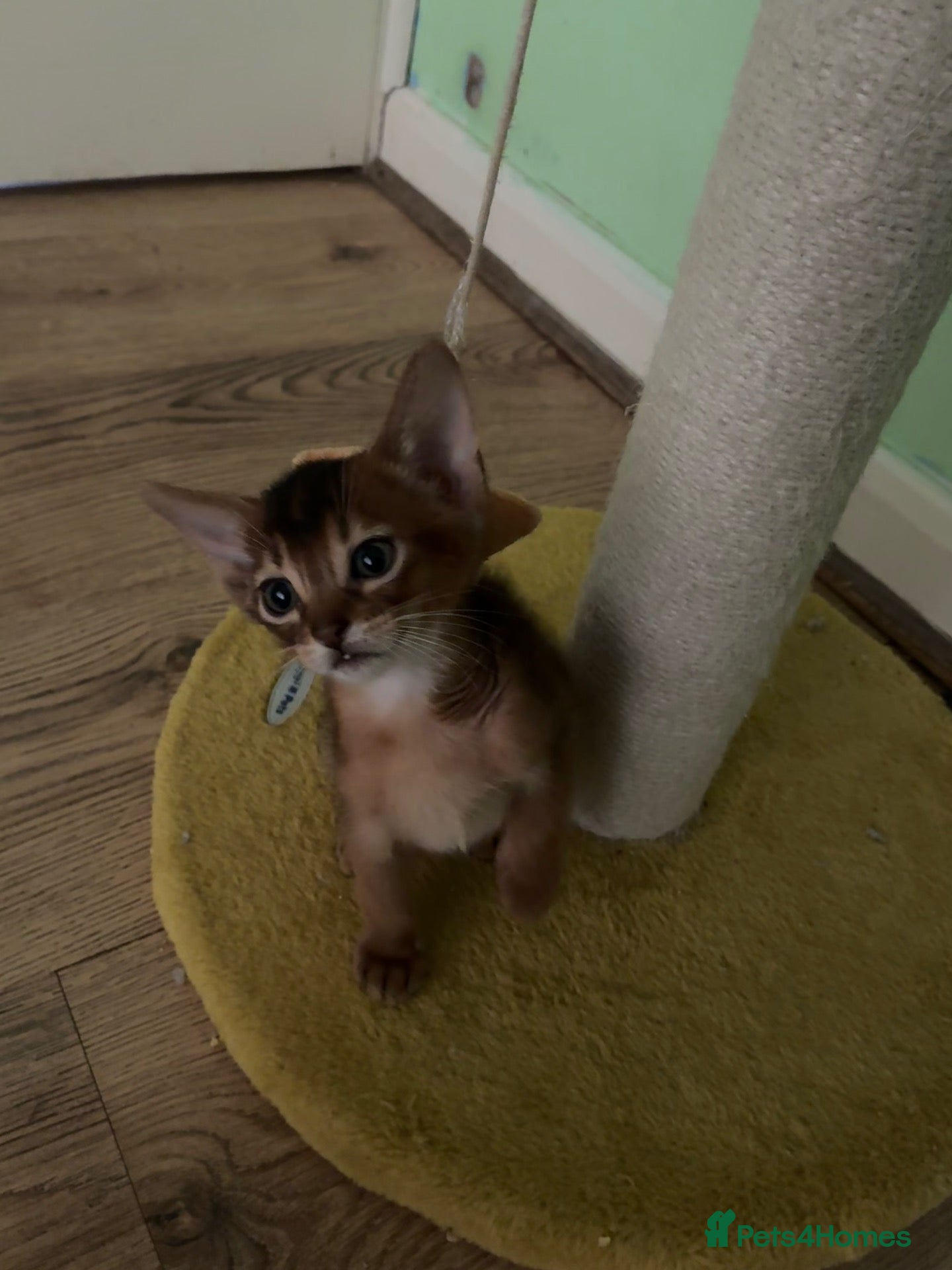 Abyssinian cats for sale: TICA 5* Pedigree Abyssinians  - Advert 2