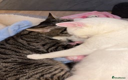 Mixed Breed cats for sale: Snowy and pip🩵💕 - Image 27