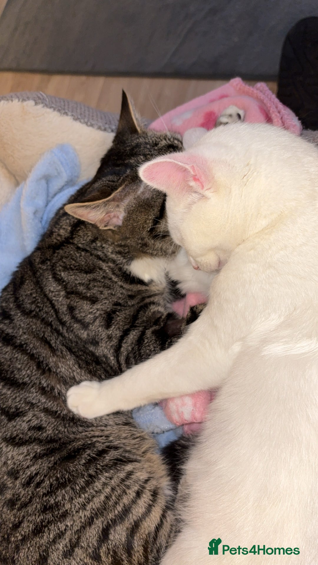 Mixed Breed cats for sale: Snowy and pip🩵💕 - Image 27