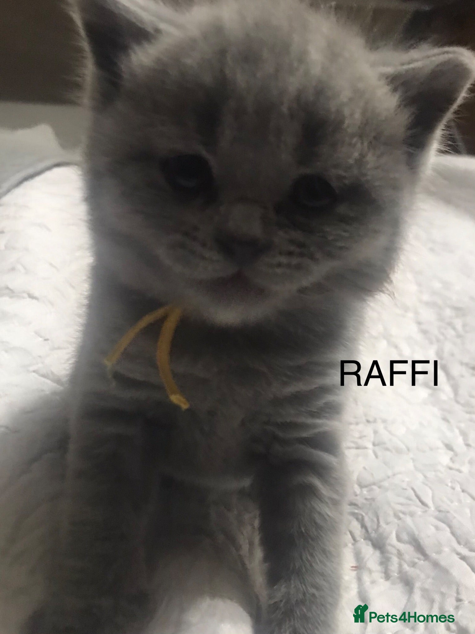 British Shorthair cats GCCF Blue and Bicolour Kittens  - Advert 1
