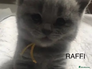 British Shorthair cats GCCF Blue and Bicolour Kittens - Advert 1