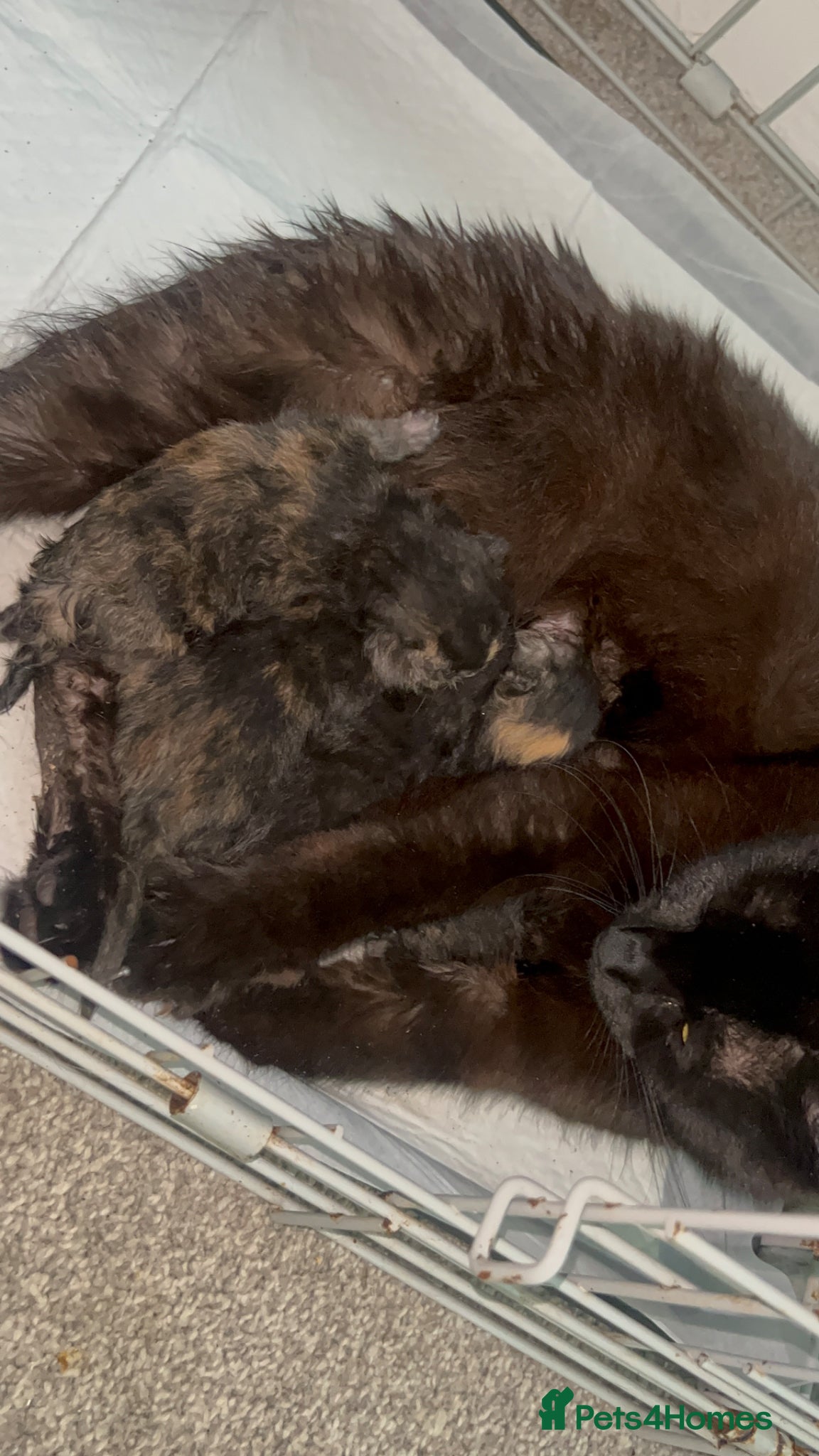 Mixed Breed cats 4 beautiful kittens  - Advert 8