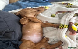 Miniature Dachshund dogs for sale: Mini smooth red dachshund girl - Image 2