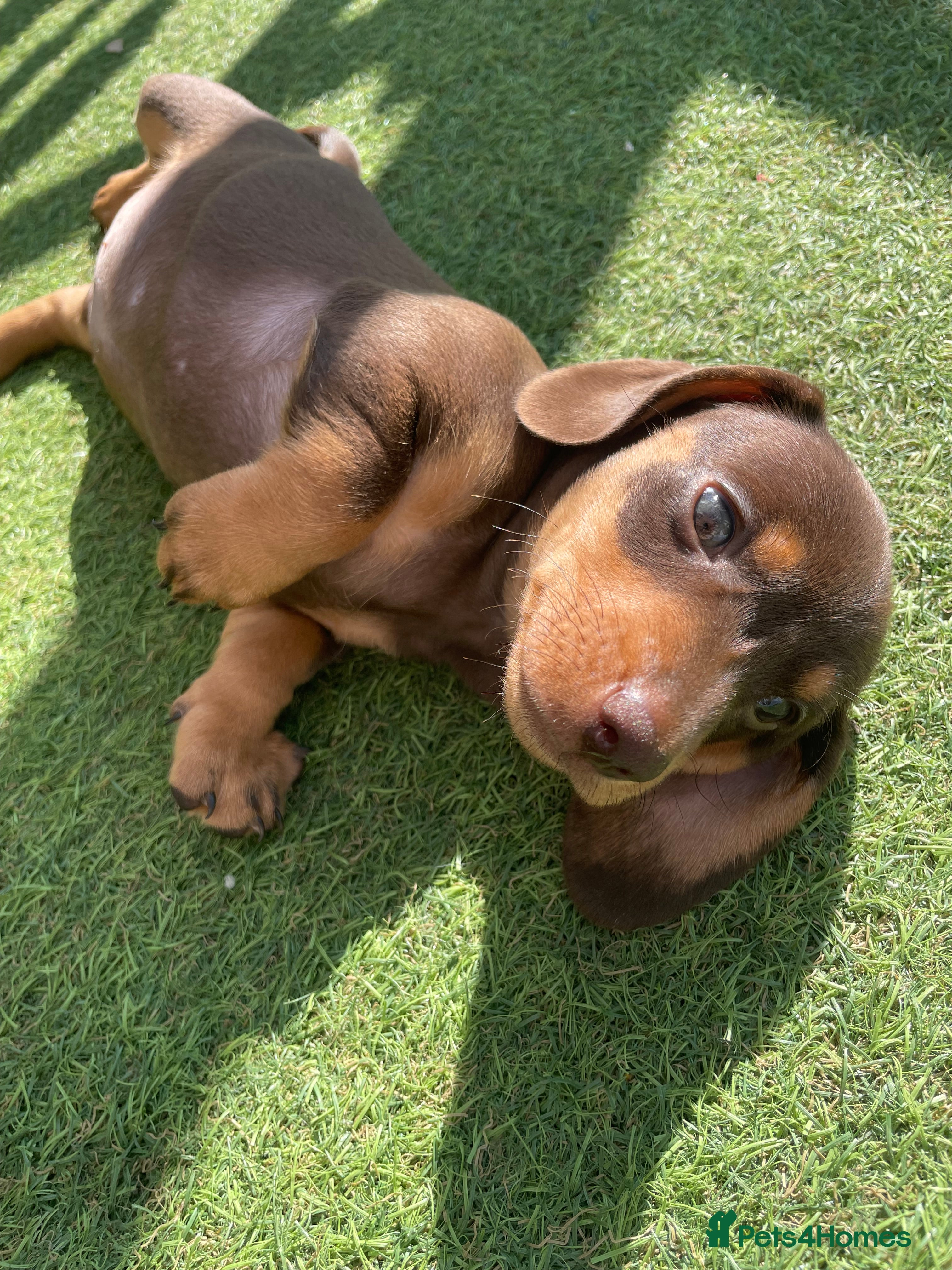 Miniature Dachshund dogs Adorable choc and tan miniature dashunds KC - Advert 2