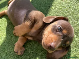 Miniature Dachshund dogs Adorable choc and tan miniature dashunds KC - Advert 1