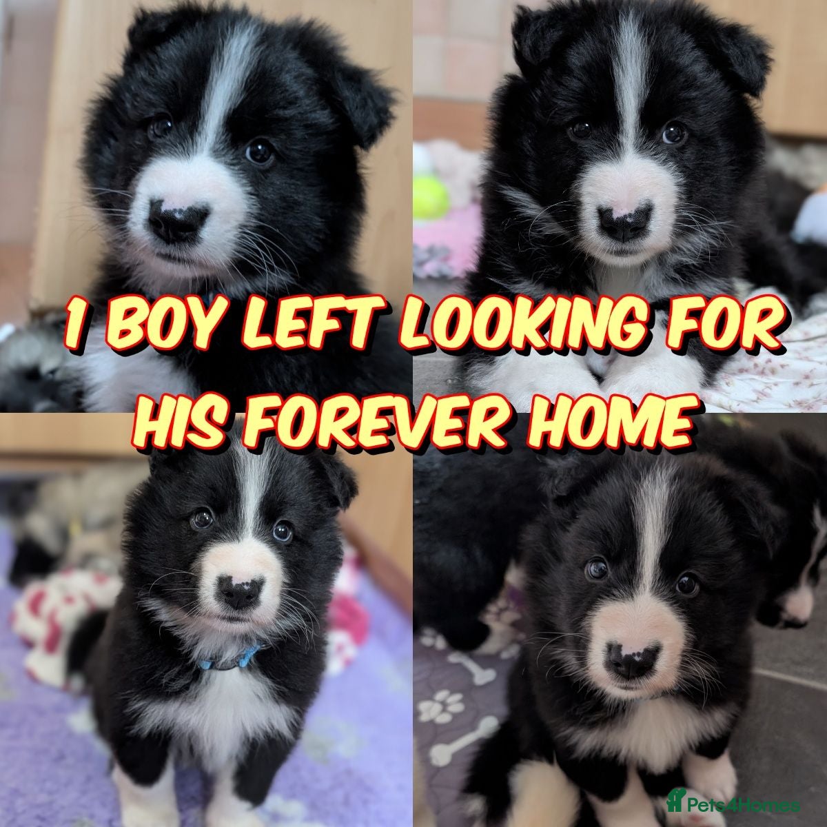 Mixed Breed dogs Border Collie cross Husky cross swiss shepherd  - Advert 3