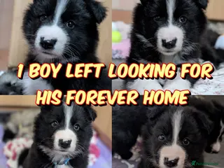Mixed Breed dogs Border Collie cross Husky cross swiss shepherd - Advert 2