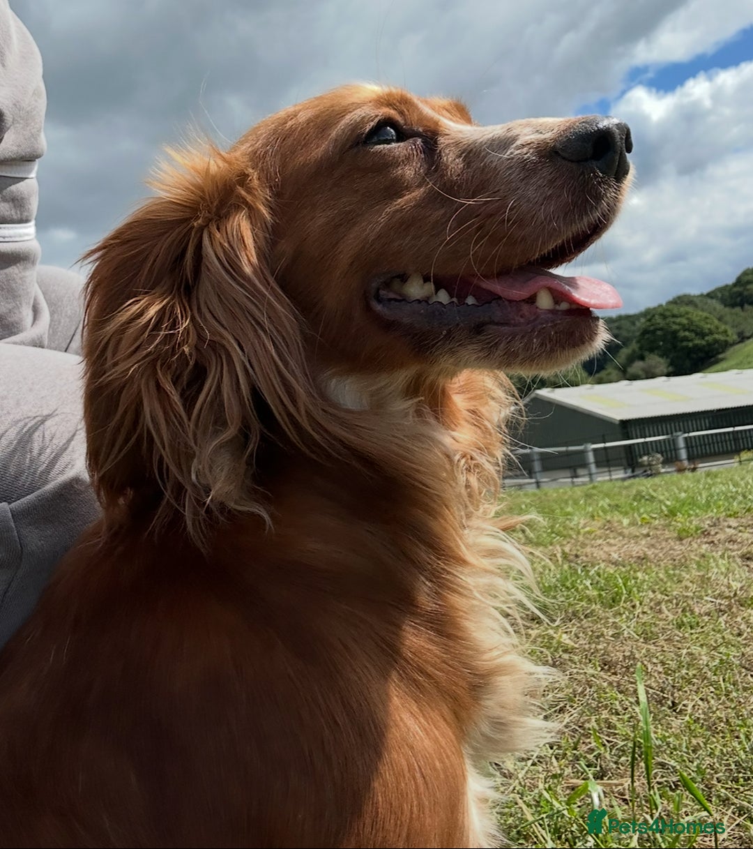 Bocker dogs for sale: Cocker Spaniel X Beagle - Image 12