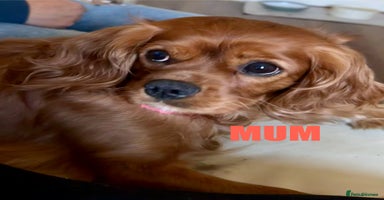 Cavapoo dogs - Advert 2