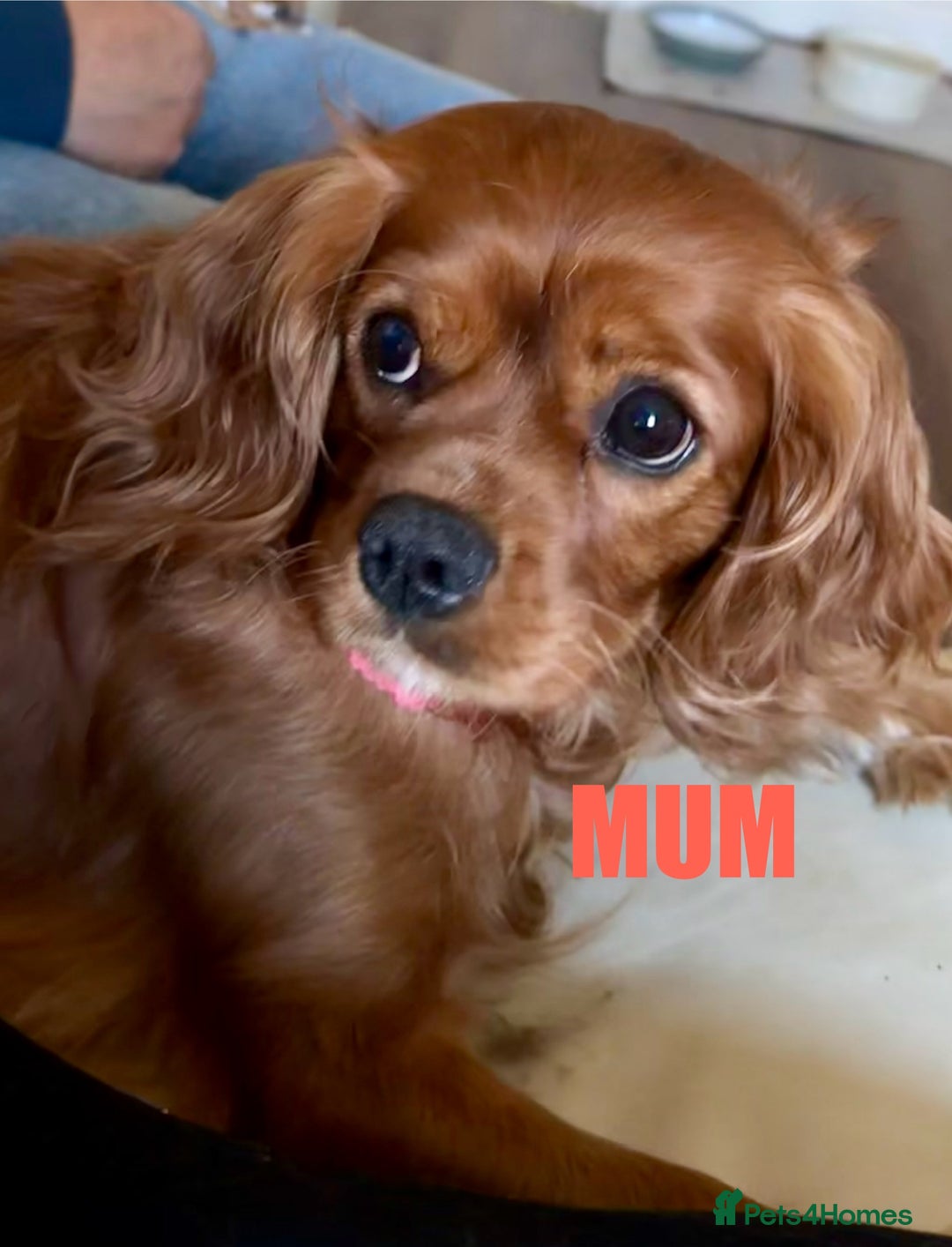 Cavapoo dogs for sale: Stunning F1 Cavapoo Puppies  - Image 2