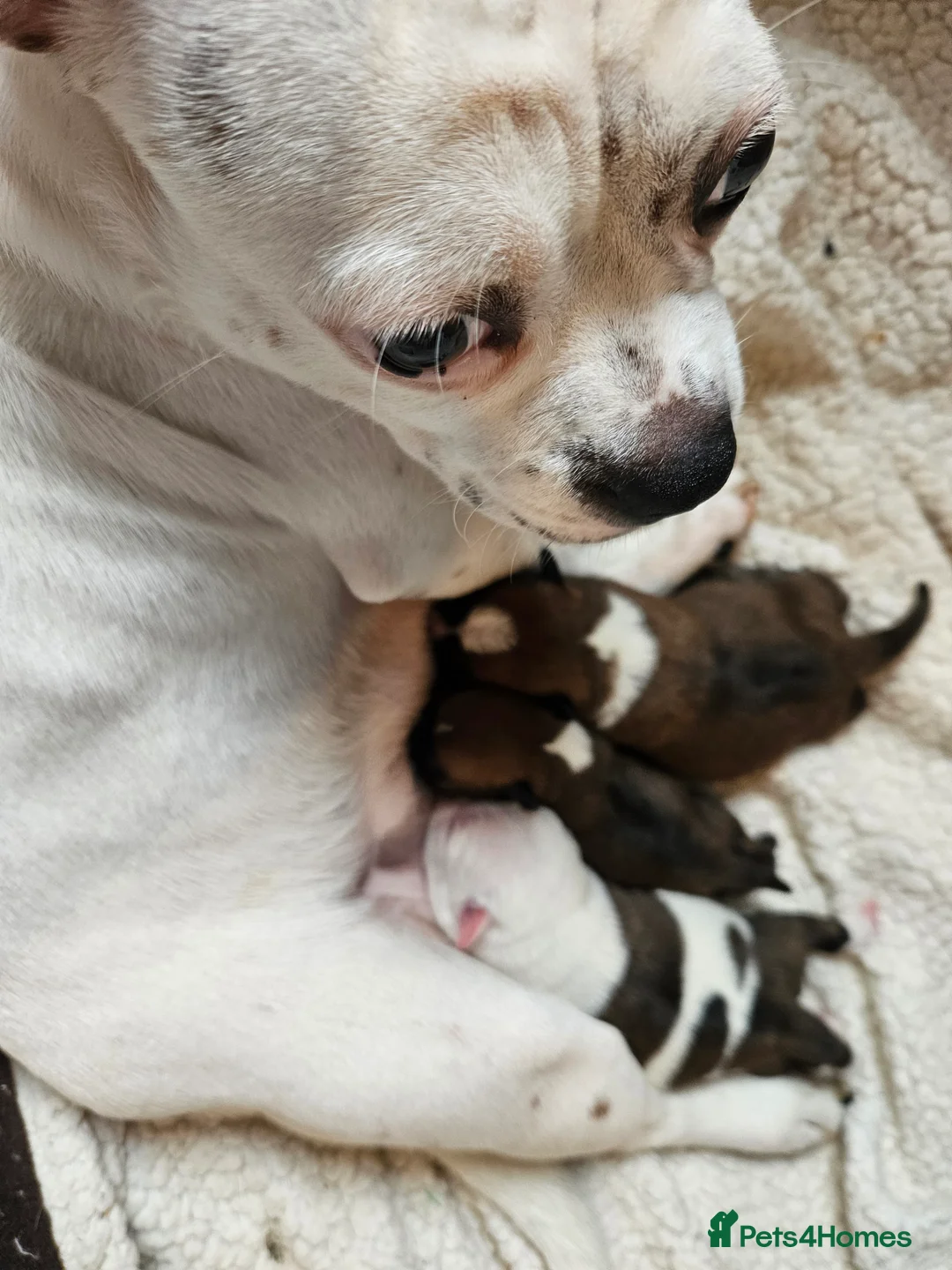 Mixed Breed dogs for sale: Pug x staff & pug x staff x chihuahua puppies  - Advert 2