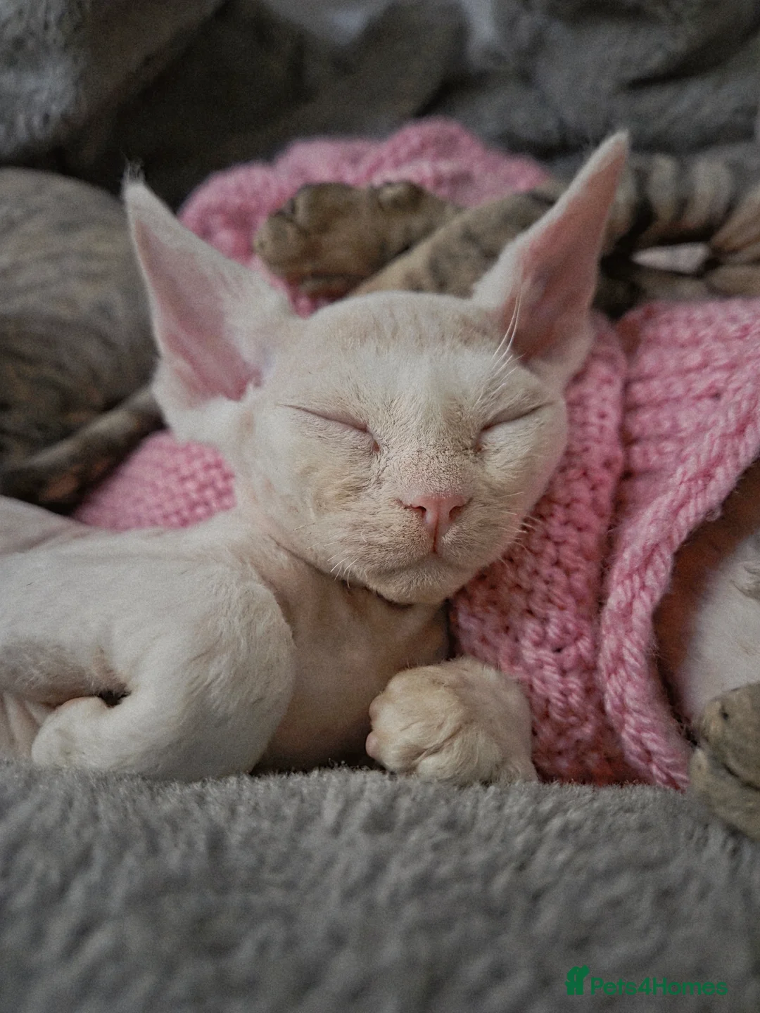 Devon Rex cats for sale: ✨ Beautiful Devon Rex White Girl–GCCF Registered ✨ - Advert 4