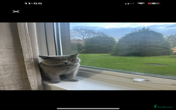 British Shorthair cats for sale: British short hair  - Image 15