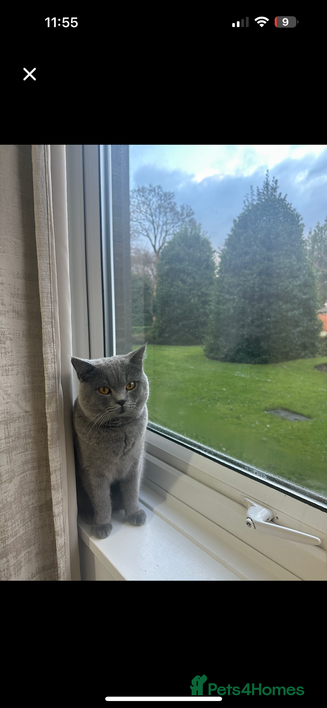 British Shorthair cats for sale: British short hair  - Image 15
